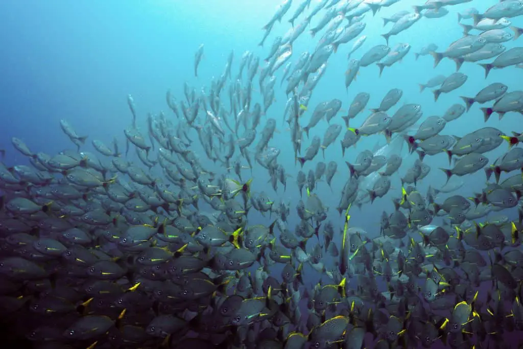 School of fish captured while diving Cano Island