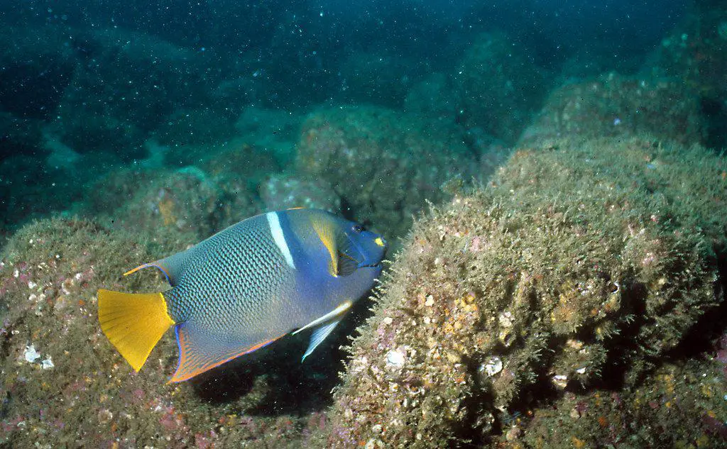 King Angelfish - Catalina Island scuba diving