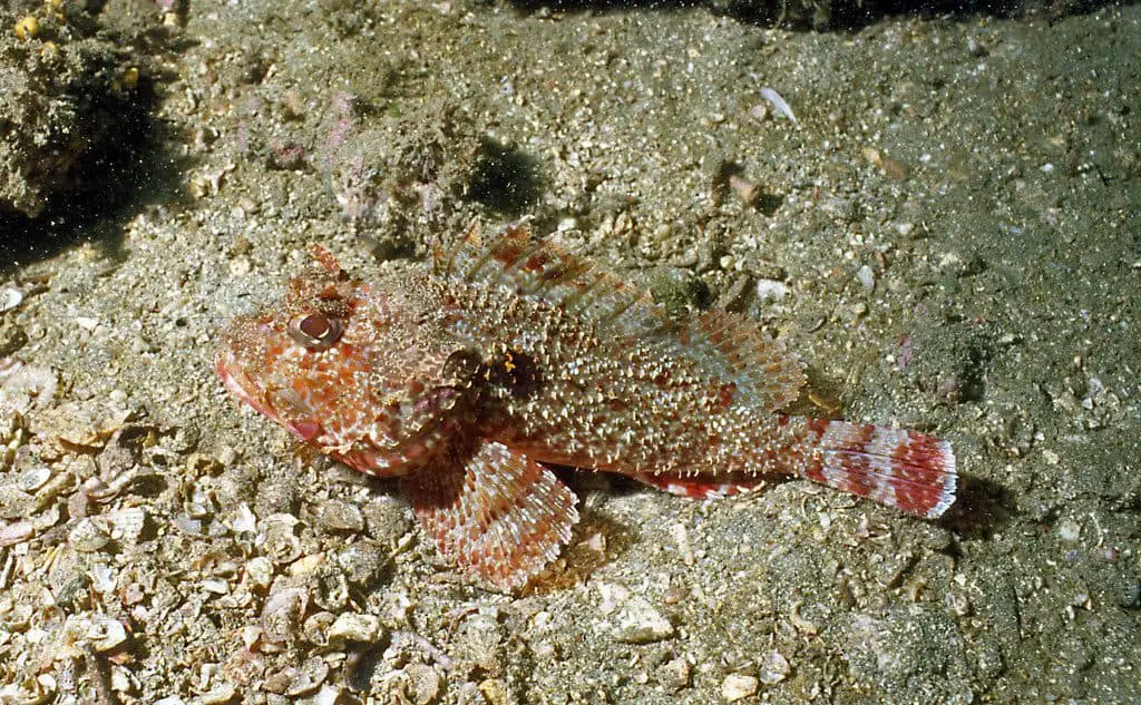 Coco Island player scorpionfish