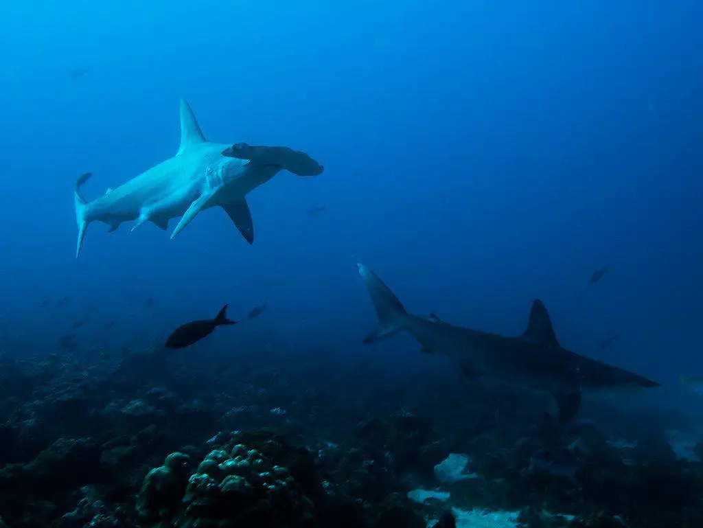 Isla del coco sharks, some of the awesome things you'll see when diving at Isla del Coco