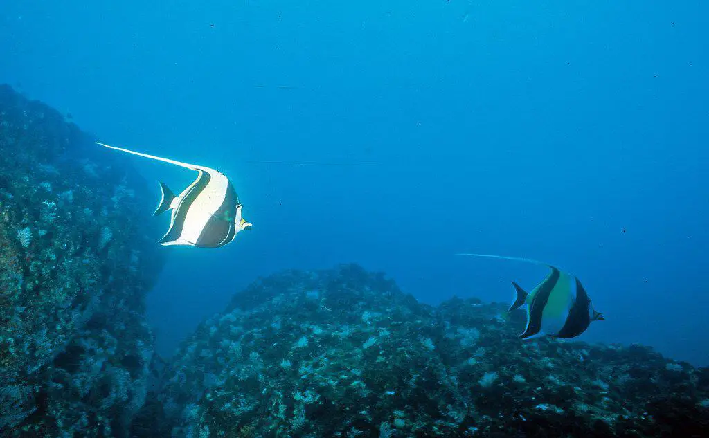 Moorish Idol - Costa Rica scuba diving