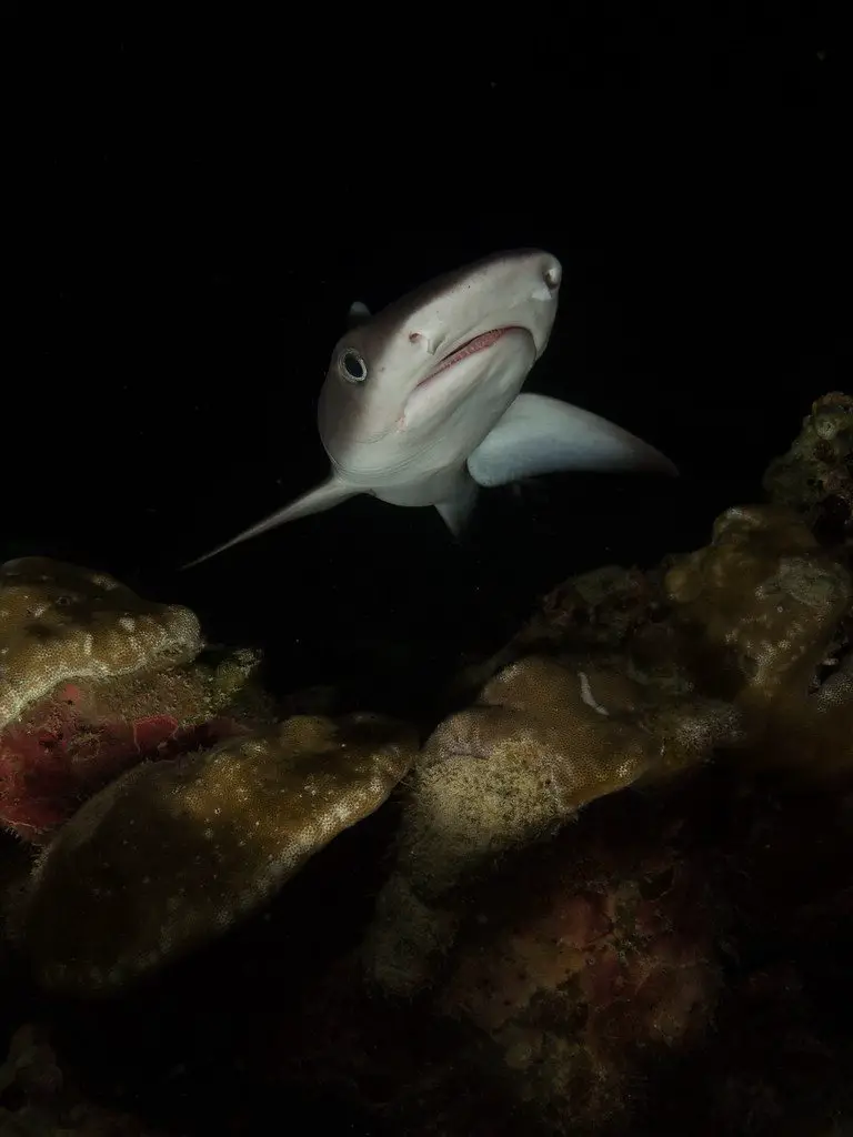 White Tip Shark while night diving in Costa Rica.