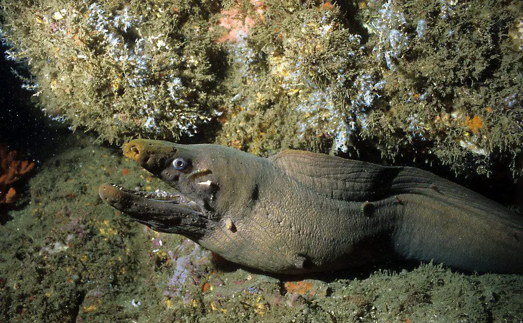 Panamic Green Moray while diving at Bajo Diablo