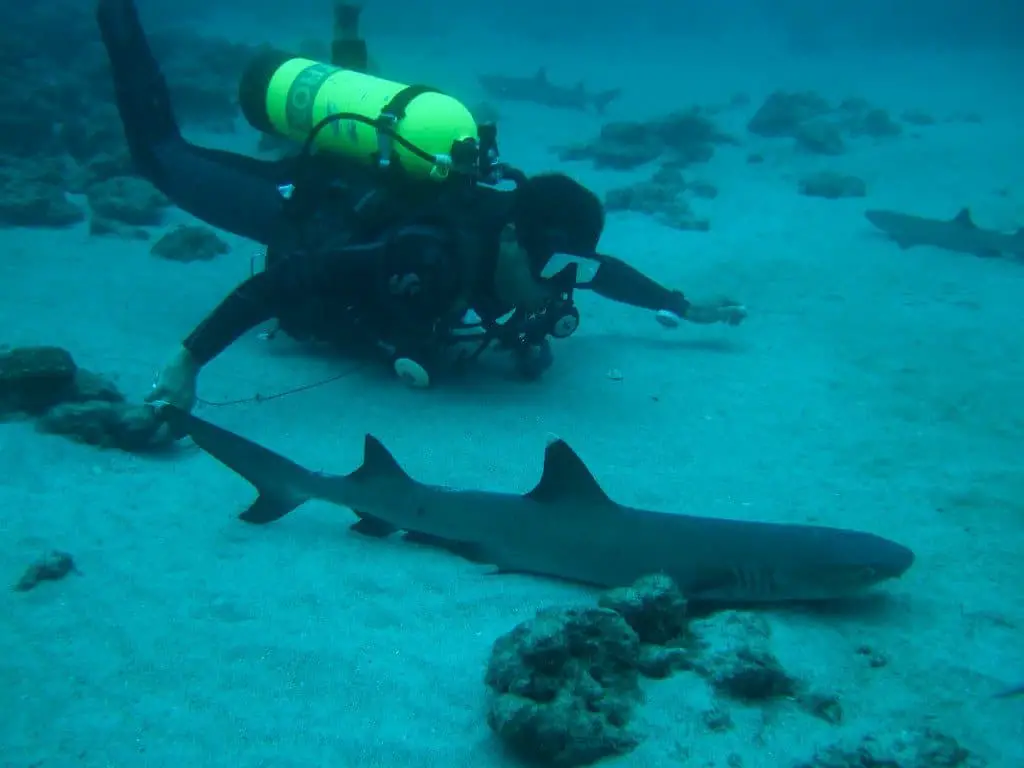 Swimming with white tip sharks