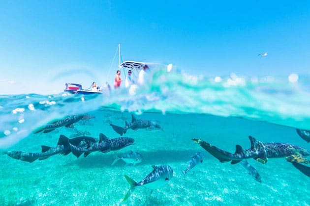 Shark Ray Alley is located inside the Hol Chan Marine Reserve, and it is a dive spot that is infested with sharks.