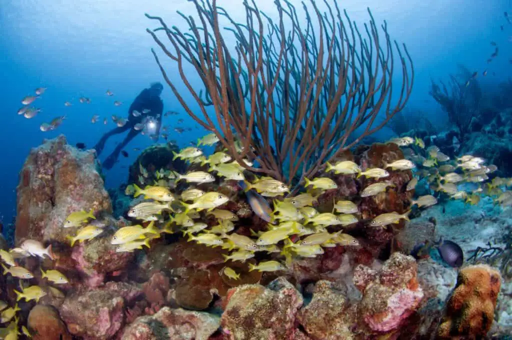 Diving Bonaire