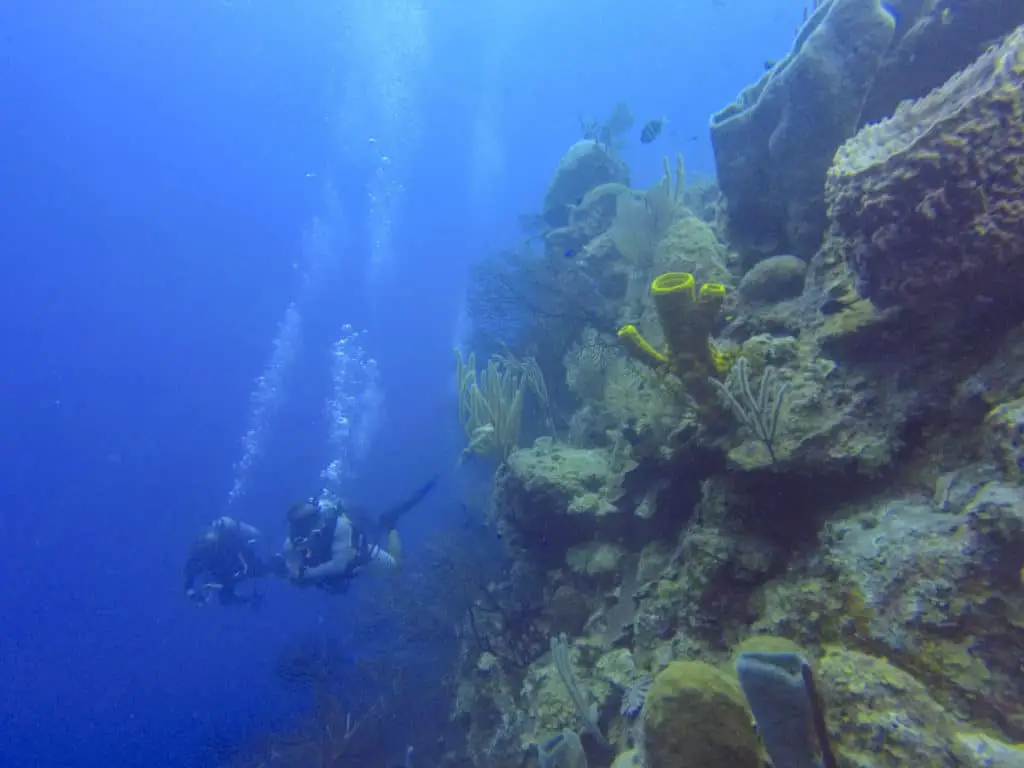 Diving in Half Moon Caye Wall in Belize.