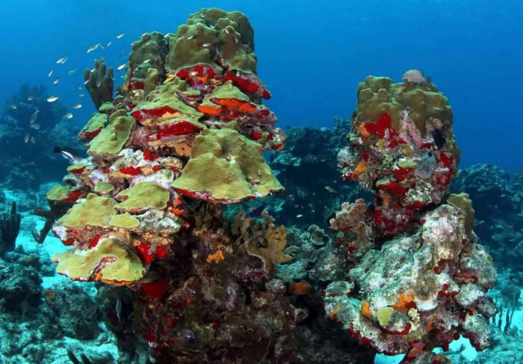 Diving Curacao courtesy of Ocean Encounters