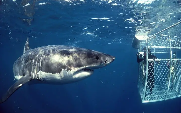 Shark diving at Stewart Island in New Zealand