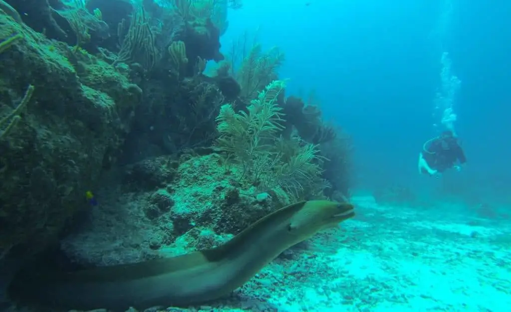 Rocky Point Canyons - Belize Scuba Diving site.