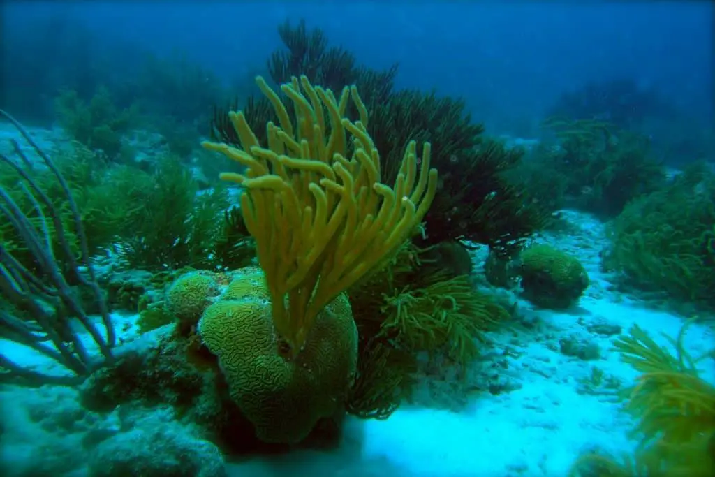 Bonaire scuba diving, courtesy of ScubaCoe