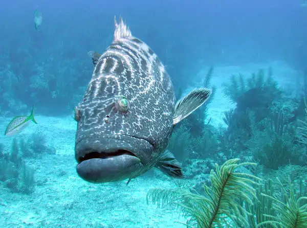 The Elbow is located at the southern tip of Turneffe atoll. A favorite merging point for both scuba divers and fish.