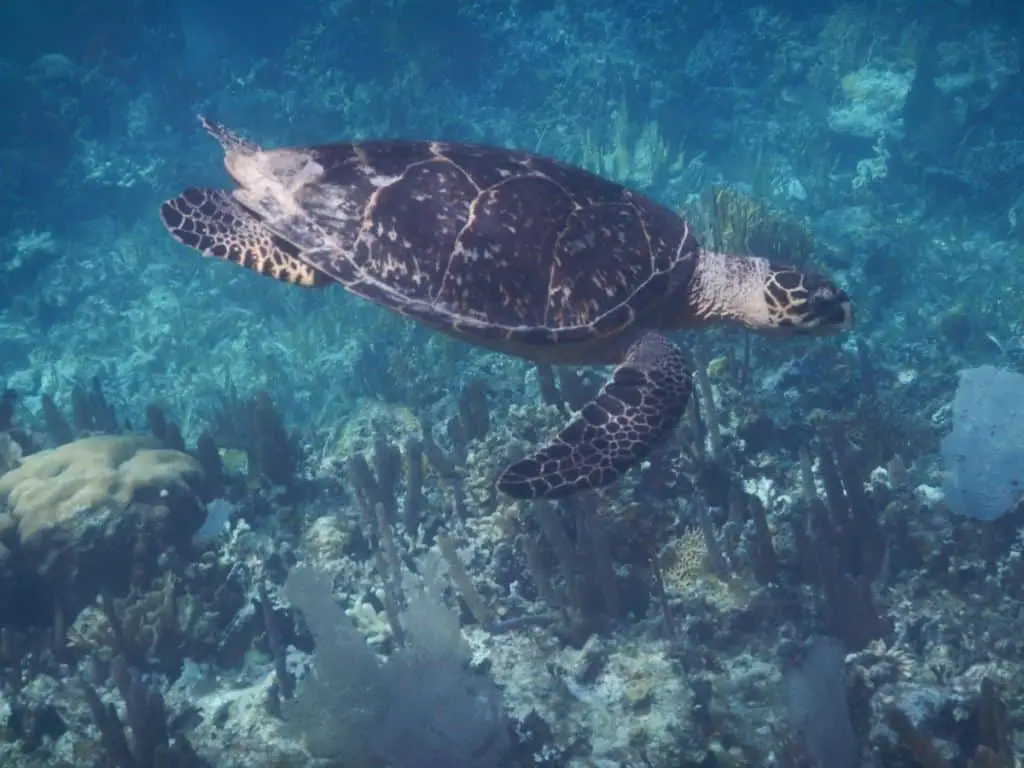 Classified as a patch of shallow reefs, Mexico Rocks is a popular site for those who have no scuba certification and want to try to discover scuba Belize.