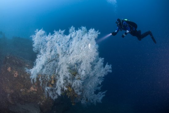 Scuba Diving Fiordland National Park in New Zealand