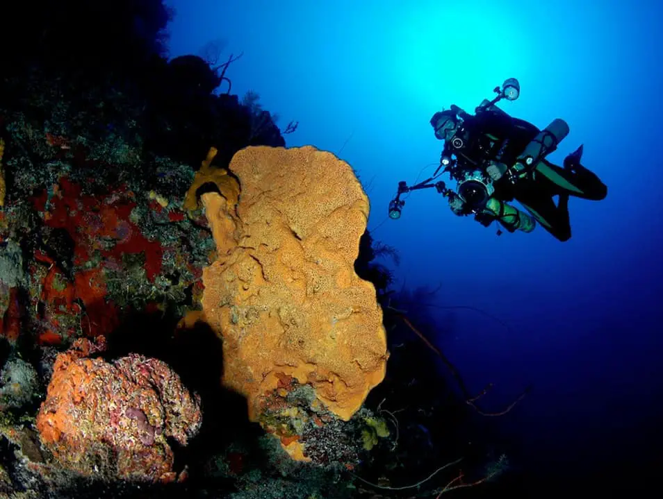 Bloody Bay Wall is considered the epicenter of scuba diving in the marine park of Little Cayman.