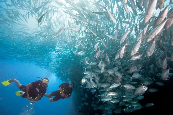 Diving Le Jardin de Corail (The Coral Garden) 