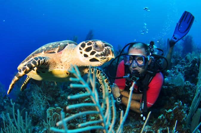 Grand Cayman has over 50 dive sites which offer all types of diving for all levels of certification.