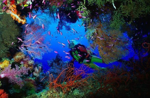 Diving Babylon in Grand Cayamn.