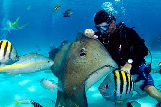 A few miles from George Town is one of the most popular dive sites in the Cayman Islands - the Stingray City