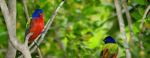 Bird watching while visiting the Bahamas