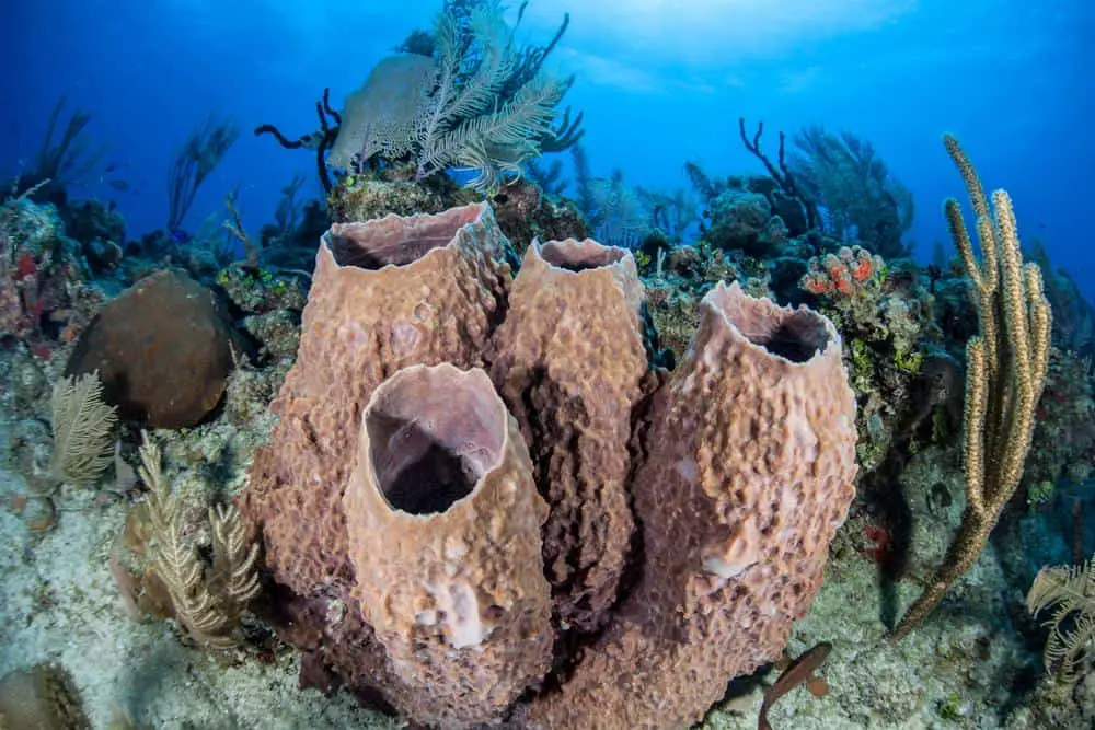 Scuba diving L'aquarium (The Aquarium) at Martinique and Guadeloupe