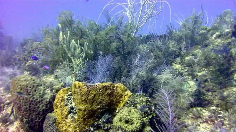 Bimini coral reef diving at Bahamas