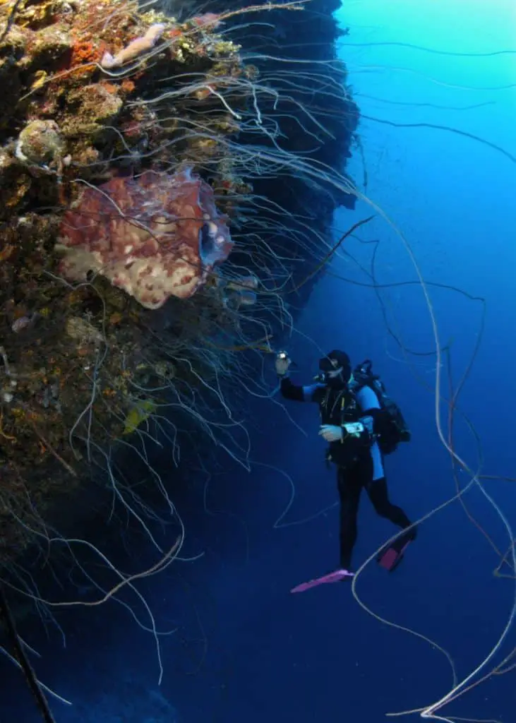 Tongue of the Ocean diving at Bahamas