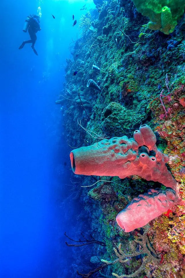 Diving Joy's Joy Wall dive in Little Cayman 