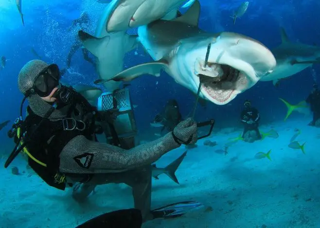 Scuba diving Bahamas is known for its shark feeding experiences