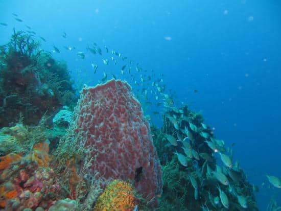 Diving the Anse Dufour Reef in Martinique and Guadeloupe