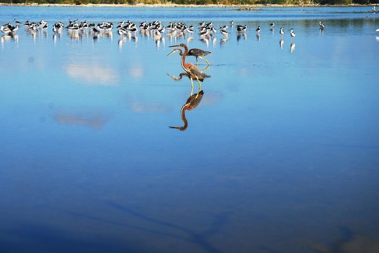 Little Cayman's Booby Pond Nature Reserve