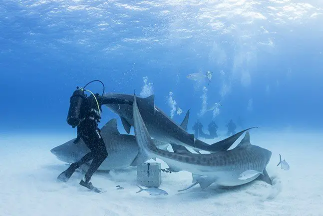 Tiger sharks while diving Bahamas