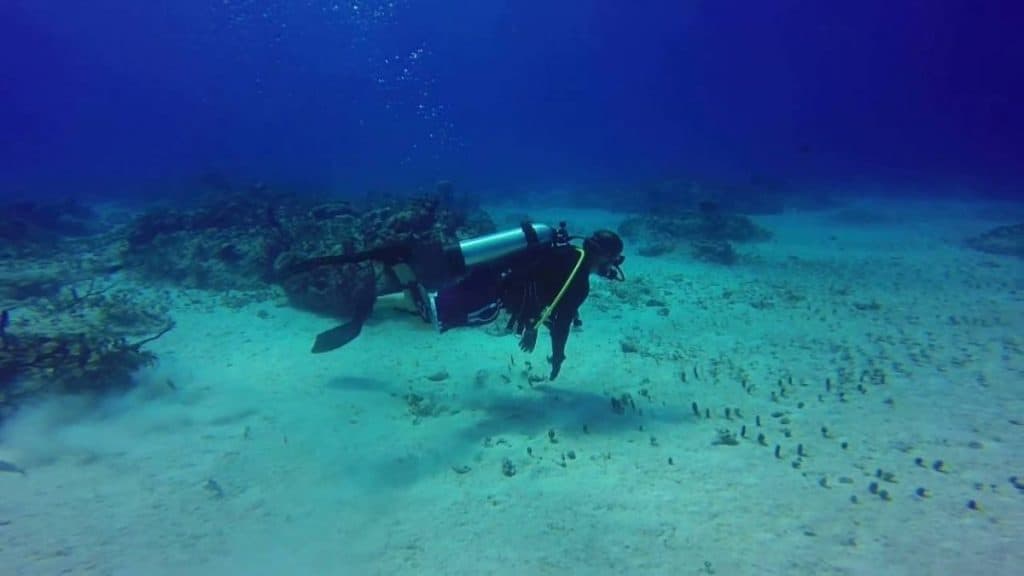 Bimini diving at Bahamas