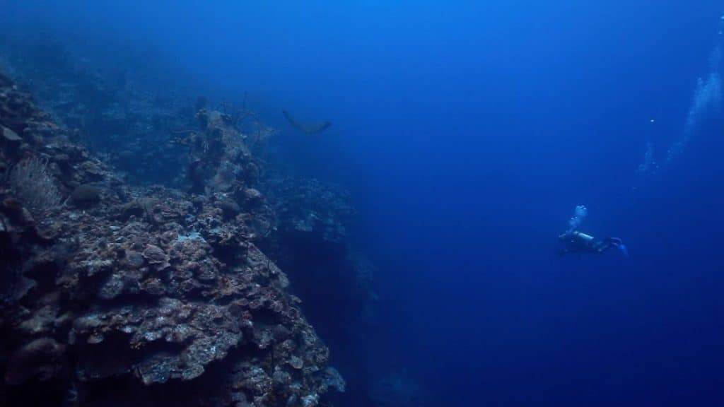 Diving the Grand Cayman North Wall.